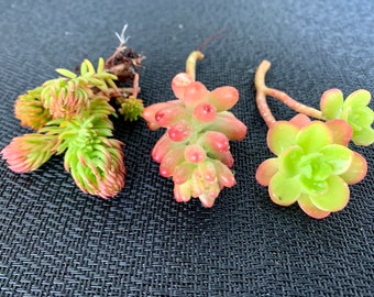 Succulent 6 Cuttings ( 3 kinds mixed X2 or individual)