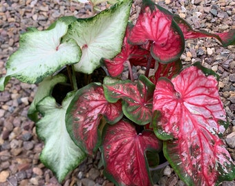 2 Caladiums ( 4 inch pots )