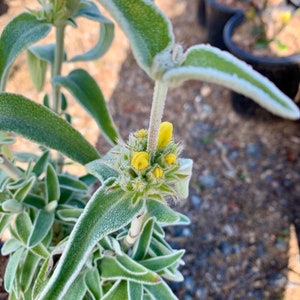 Jerusalem Sage/ Phlomis fruticosa image 7