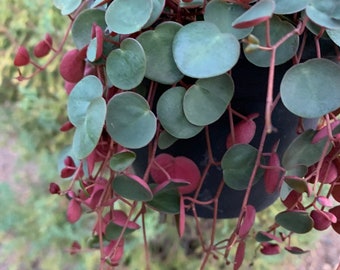 Peperomia “ Ruby Cascade” (6” hanging basket)