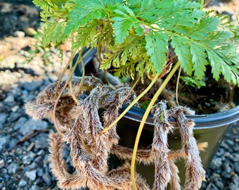 Rabbit’s foot fern ( 1 gallon pot )