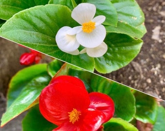 Clubbed  Begonia (red/white with green leaves)