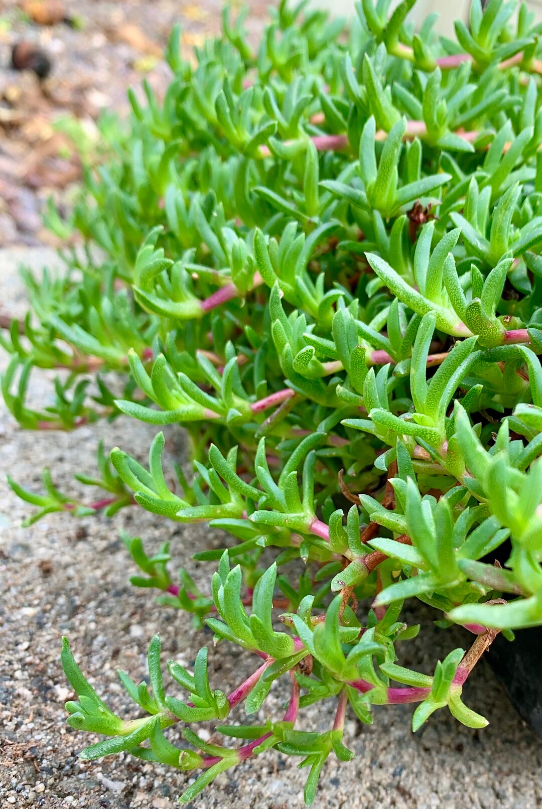 Dwarf Carpet of Stars / Ruschia Lineolata nana Etsy