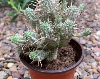 Corncob cactus ( 4  inch pot )