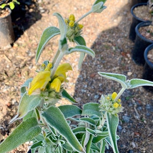 Jerusalem Sage/ Phlomis fruticosa image 4