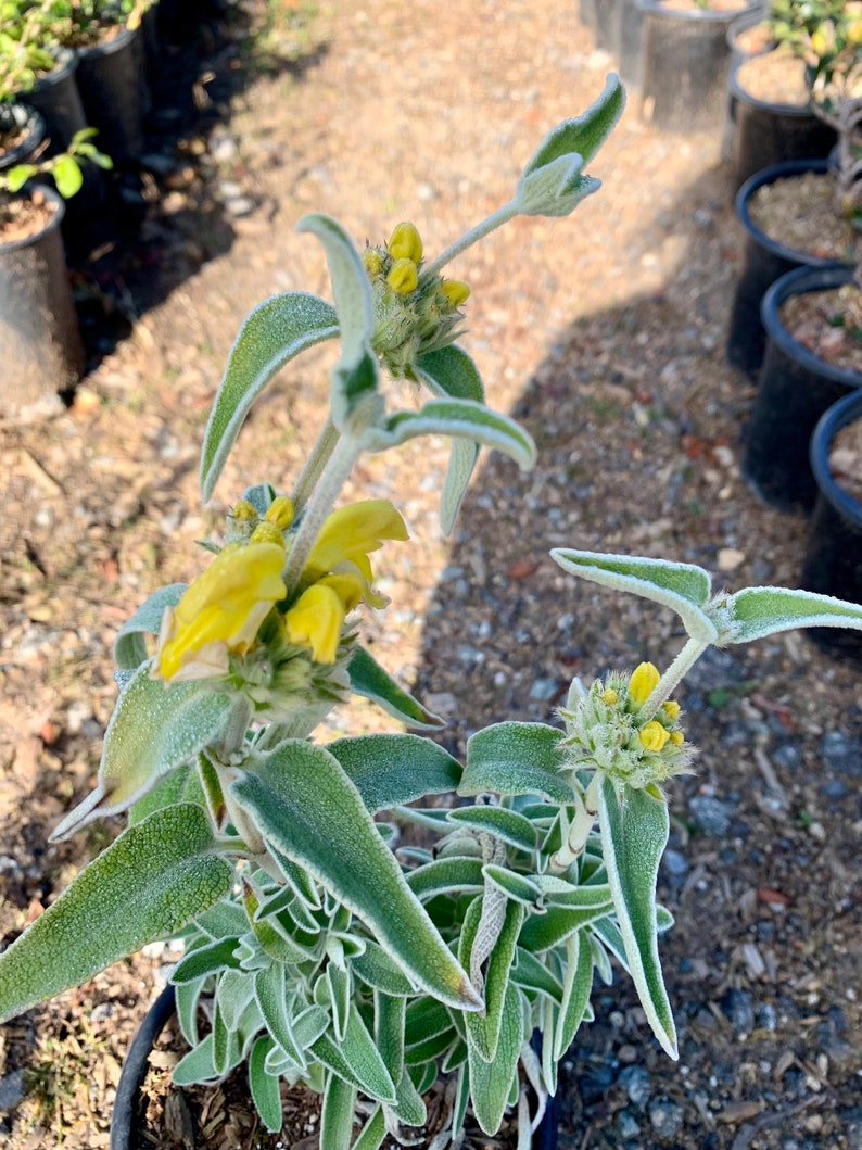 Jerusalem Sage/ Phlomis fruticosa image 4