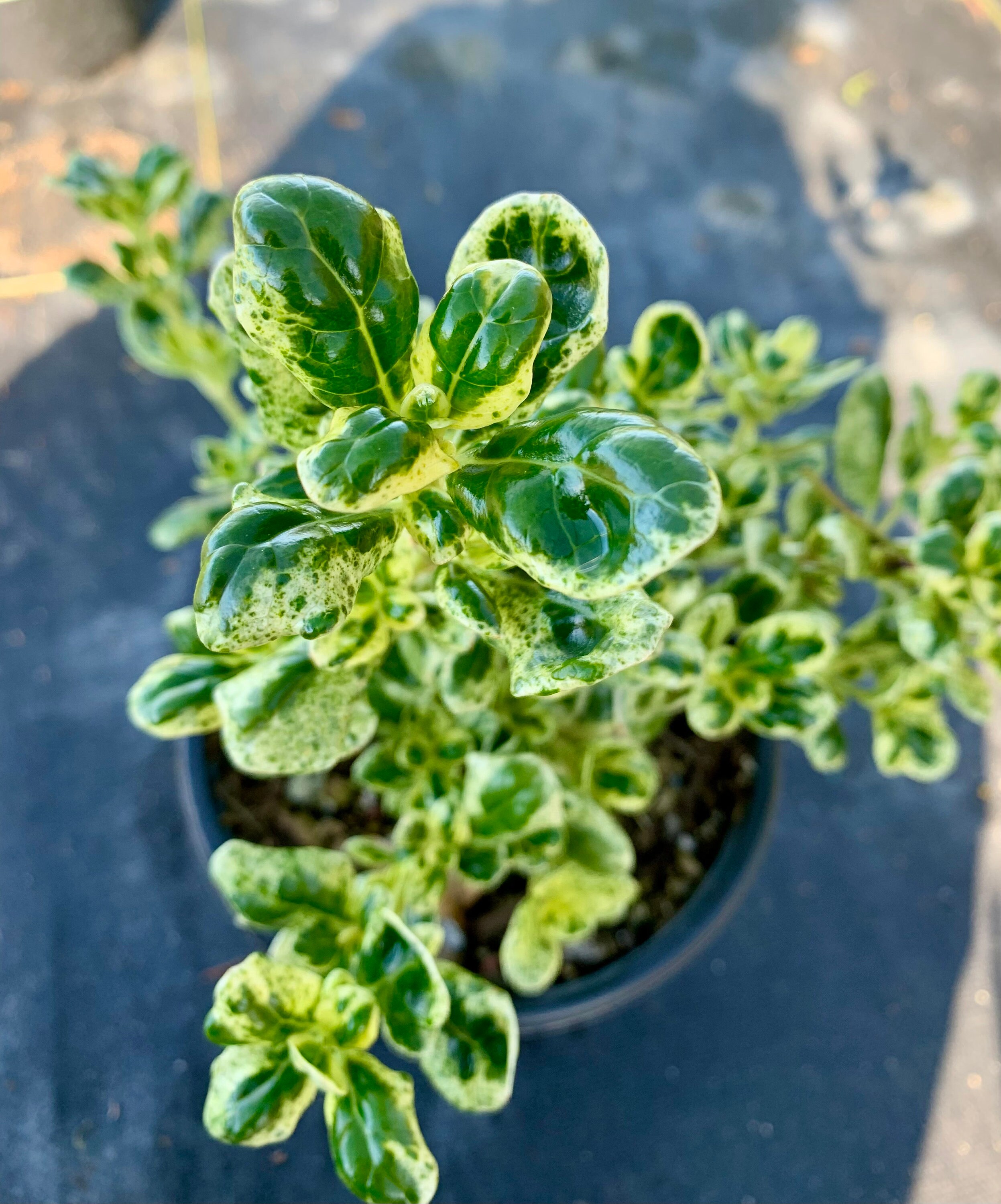 Marble Queen 1 Gallon / Coprosma Repens marble Queen Etsy