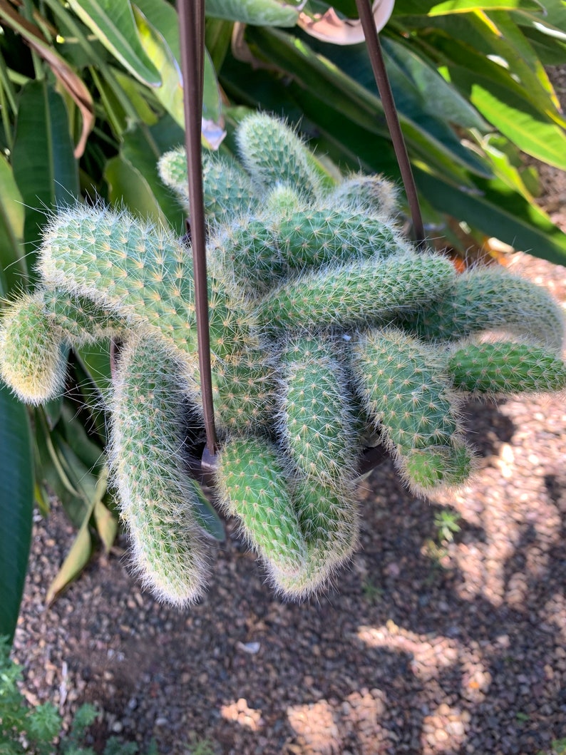 Monkey tail