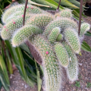 Rare find: Monkey tail cactus ( hanging basket )