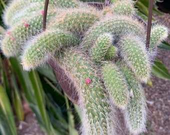 Rare find: Monkey tail cactus ( hanging basket )