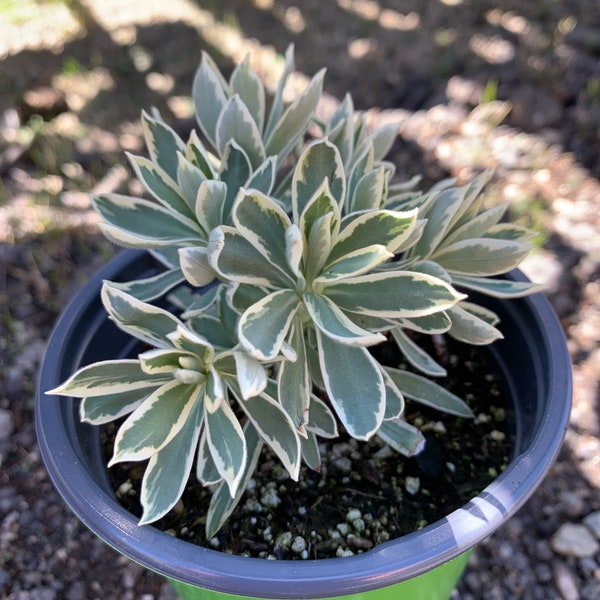 Euphorbia Flowering Spurge ( Ascot Rainbow, Silver Swan, Ruby Glow)