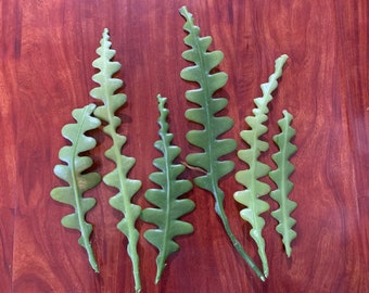 Fishbone cactus ( 3  sizes available)