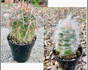 Old Man of the Andes ( two varieties )/ Oreocereus celsianus