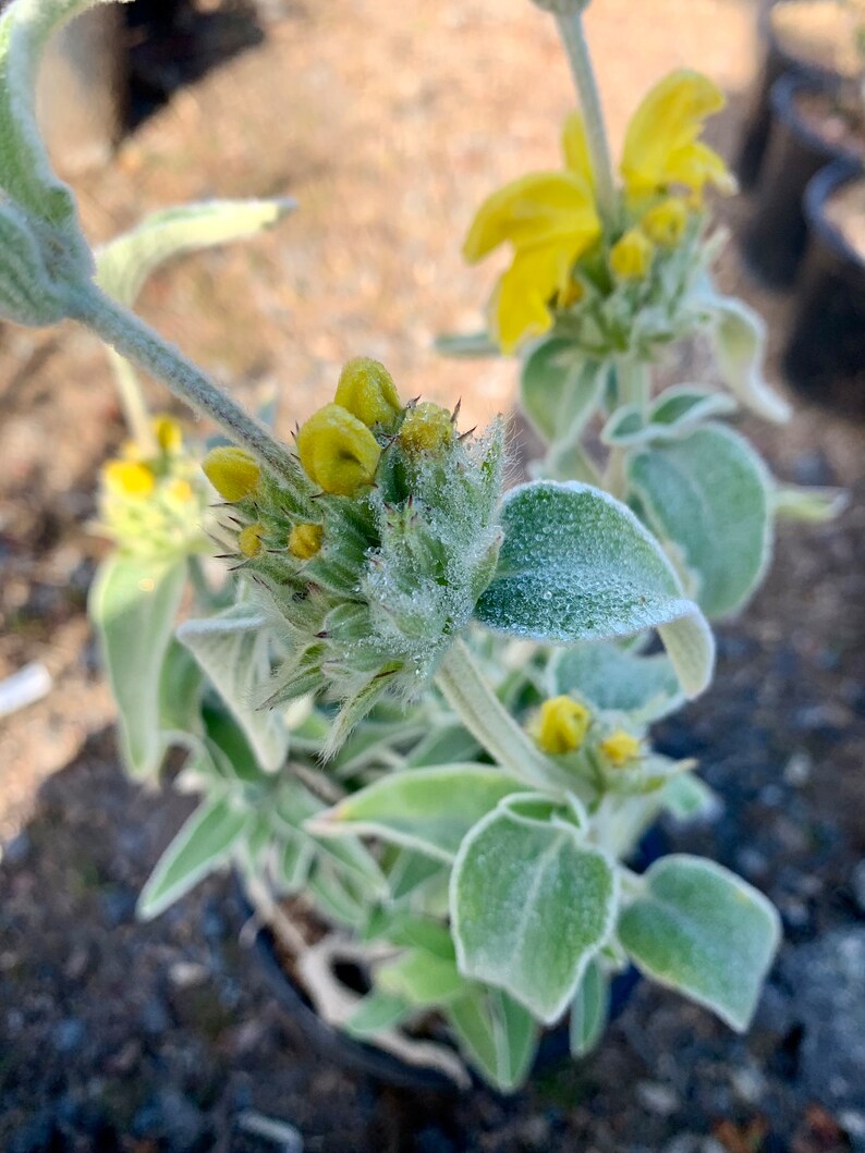 Jerusalem Sage/ Phlomis fruticosa image 5