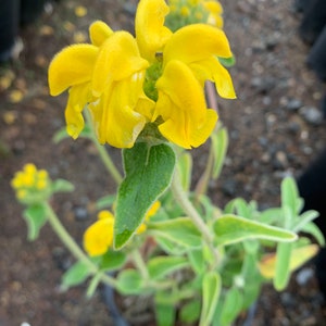 Jerusalem Sage/ Phlomis fruticosa image 1