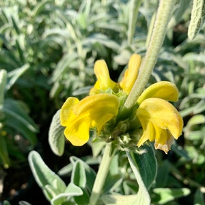 Jerusalem Sage/ Phlomis fruticosa image 8