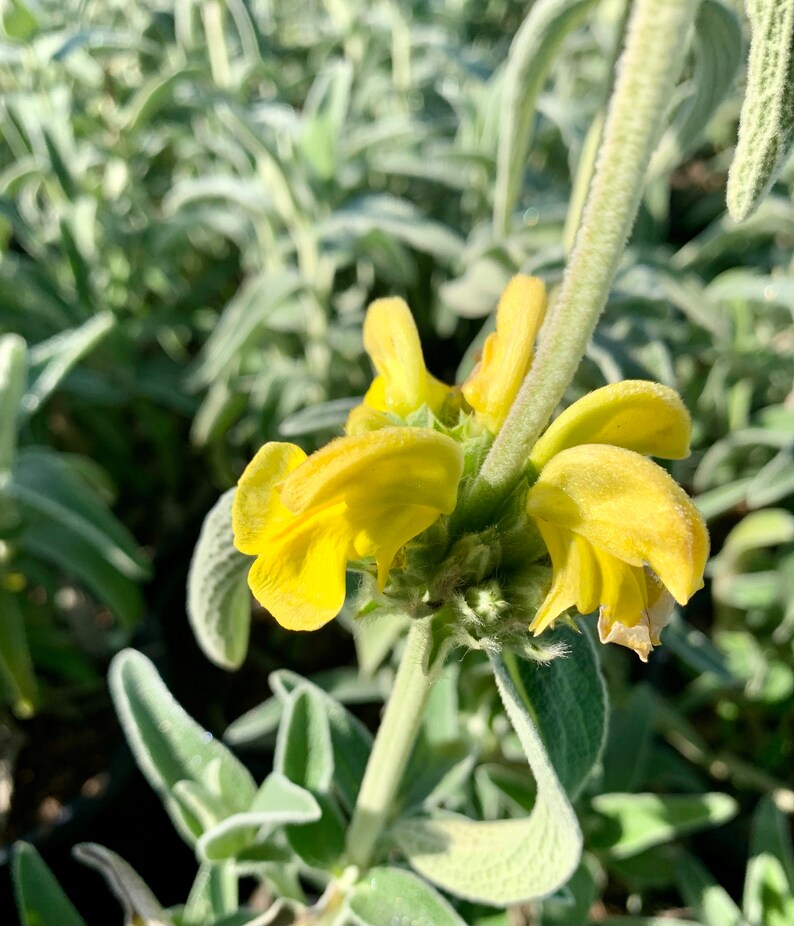 Jerusalem Sage/ Phlomis fruticosa image 8