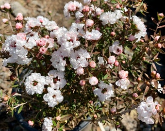 Snow White” Tea Tree/ Leptospermum scoparium