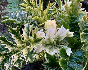 Low in stock: Acanthus Whitewater ( 1 gallon ) / Acanthus mollis  “ Whitewater “