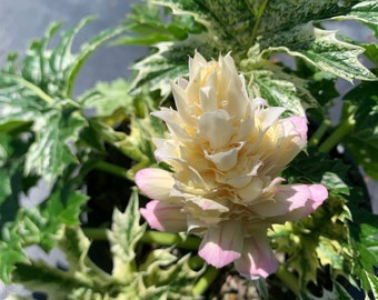 Low in stock: Acanthus Whitewater ( 1 gallon ) / Acanthus mollis  “ Whitewater “