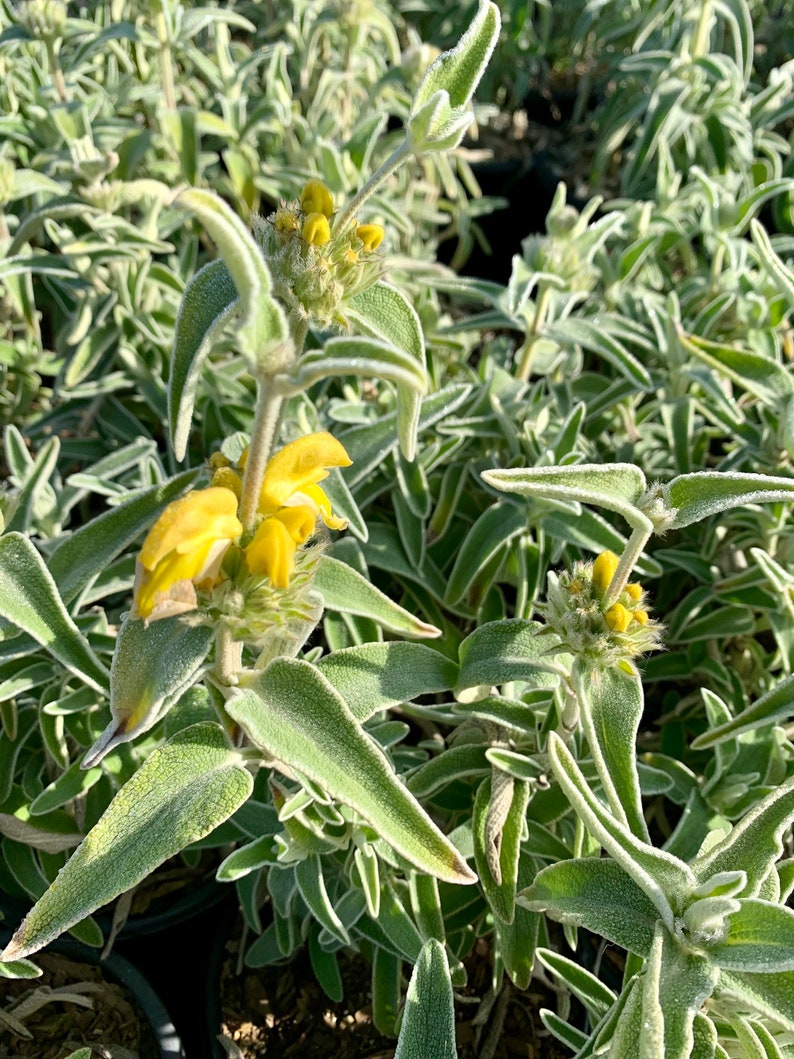 Jerusalem Sage/ Phlomis fruticosa image 6