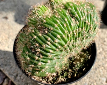 Caterpillar Cactus / Echinopsis cristata