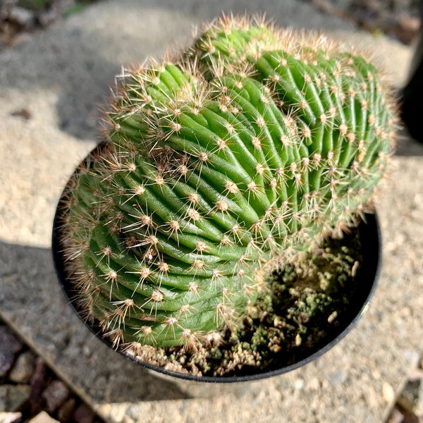 Caterpillar Cactus / Echinopsis cristata