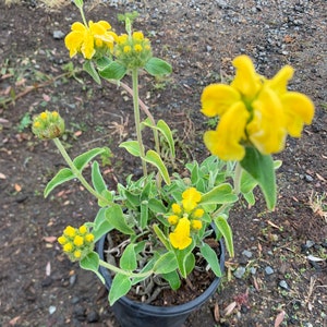 Jerusalem Sage/ Phlomis fruticosa image 2