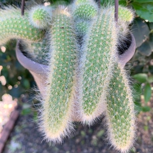 Rare find: Monkey tail cactus ( hanging basket )