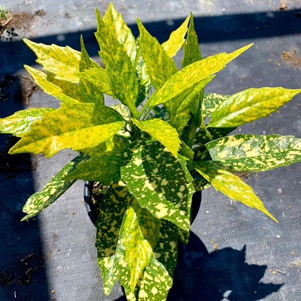 Spotted laurel ( 1 gallon) / Gold dust plant / Aucuba Japonica Variegata