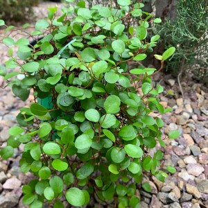 Creeping Wire Vine/ Muehlenbeckia Axillaris