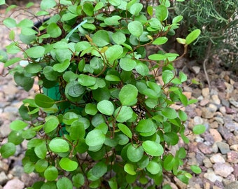 Creeping Wire Vine/ Muehlenbeckia Axillaris