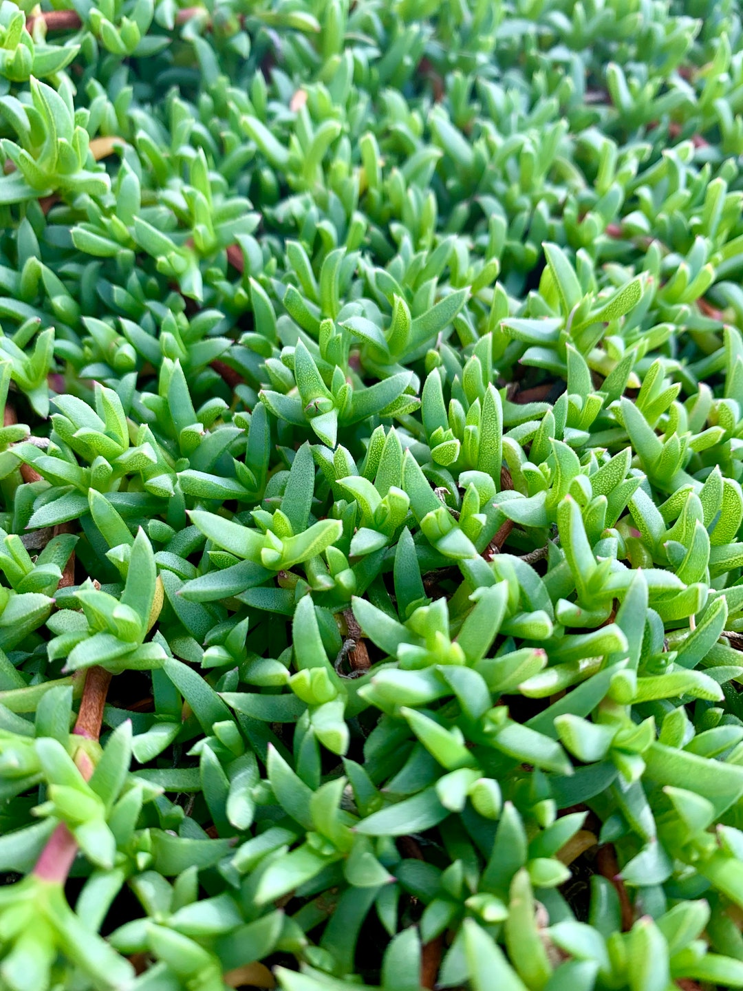 Dwarf Carpet of Stars / Ruschia Lineolata nana Etsy