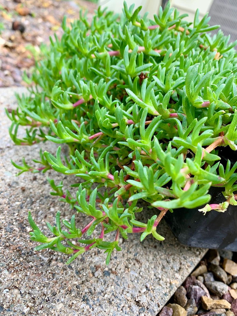 Dwarf Carpet of Stars / Ruschia Lineolata nana Etsy