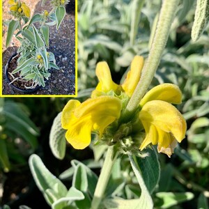 Jerusalem Sage/ Phlomis fruticosa image 3