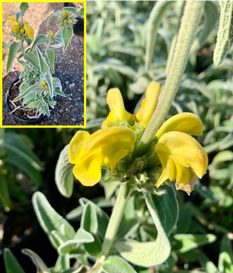 Jerusalem Sage/ Phlomis fruticosa image 3