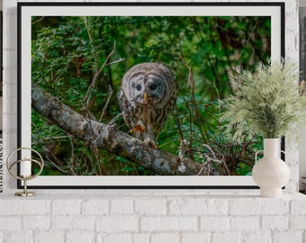 Barred Owl Photography Print: Rustic Woodland Wall Art