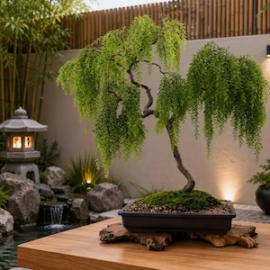 May include: A weeping bonsai tree with vibrant green foliage and a curved trunk, planted in a rectangular dark container filled with soil and small stones, resting on a natural wood base with a textured, uneven edge and organic shape.