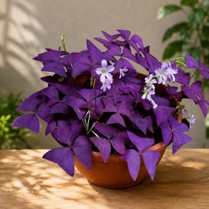 May include: A potted Oxalis triangularis plant featuring deep purple, triangular, three-lobed leaves and small, delicate, light lavender-colored flowers. The plant is housed in a simple, round, terracotta-colored bowl-shaped planter.