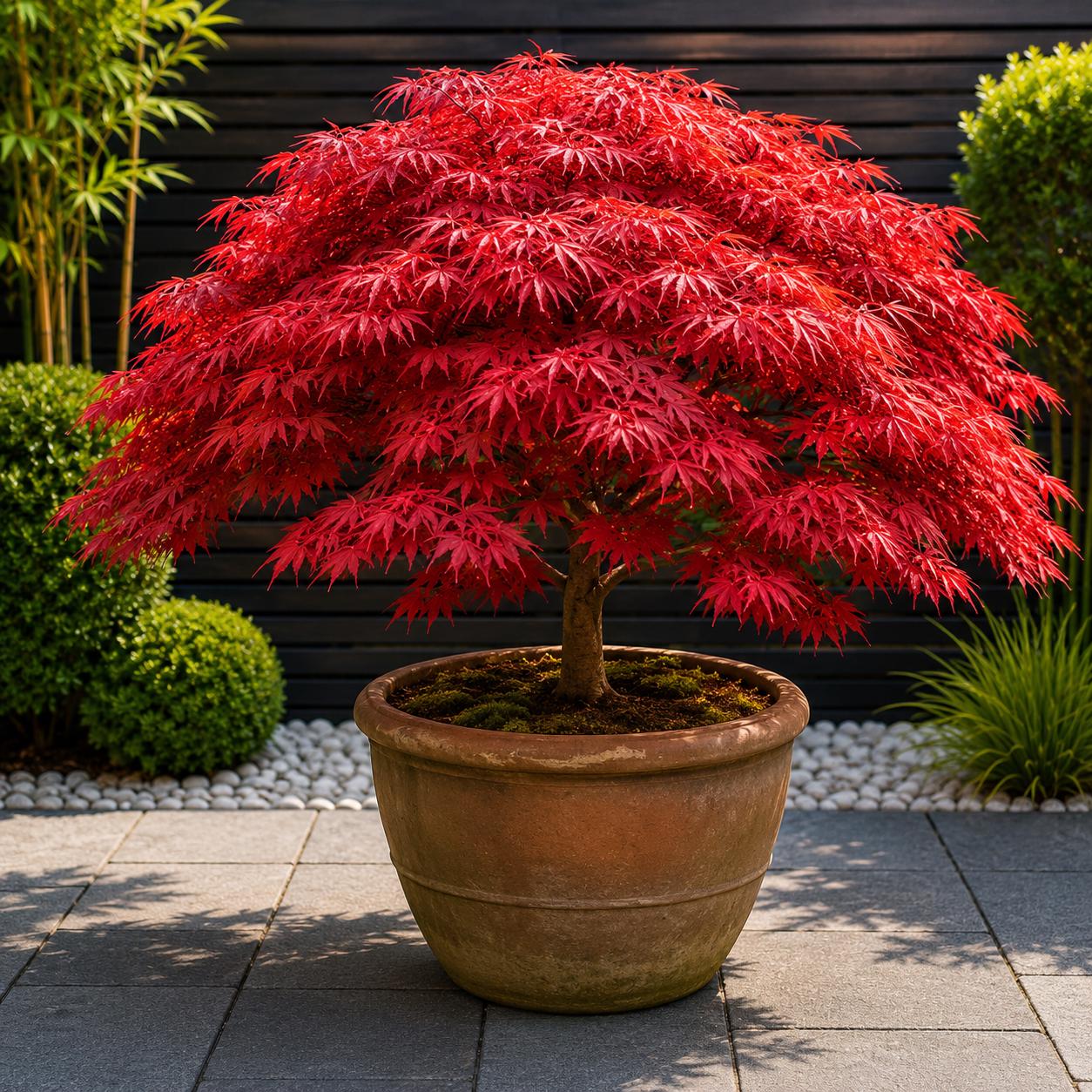 Japanese Red Maple Live Plant Dwarf Ornamental Tree Bonsai Garden Starter