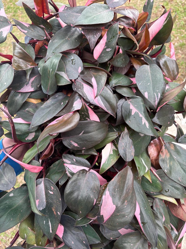 Filodendro Princesa Rosa (¡TODAS LAS PLANTAS requieren la compra de 2 plantas!) imagen 3