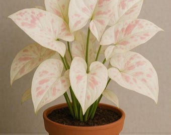 Syngonium Milk Confetti Starter Plant (ALL starter plants require you to purchase ANY 2 plants!)