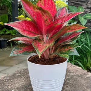 May include: An Aglaonema plant with vibrant red and green variegated leaves potted in a white cylindrical container. The plant features pointed, lance-shaped foliage with prominent pinkish stems, and the white pot has horizontal ridges.