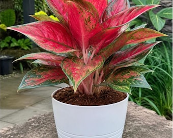 Aglaonema Diamond Red Starter Plant (ALL STARTER PLANTS require you to purchase 2 plants!)