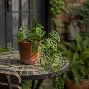 Monstera Esqueleto Starter Plant - Etsy