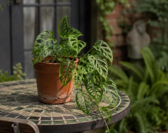 Monstera Esqueleto Starter Plant (ALL PLANTS require you to purchase 2 plants!)
