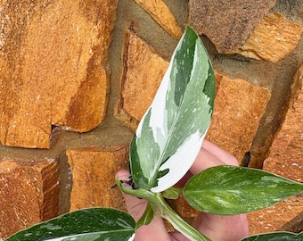 Philodendron White Princess Starter Plant (ALL PLANTS require you to purchase 2 plants!)