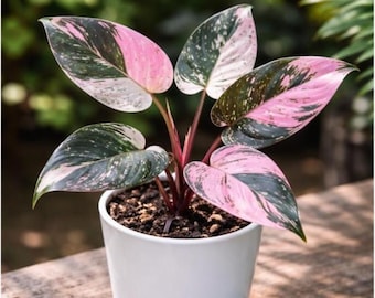 Philodendron Black Cherry Pink Princess (ALL STARTER PLANTS require you to purchase 2 plants!)