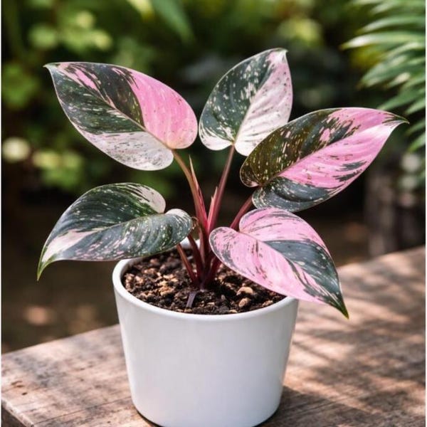 Philodendron Black Cherry Pink Princess (ALL STARTER PLANTS require you to purchase 2 plants!)