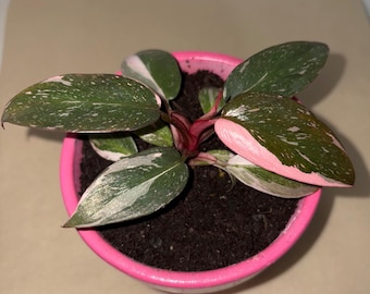 Philodendron Pink Princess 2 pack